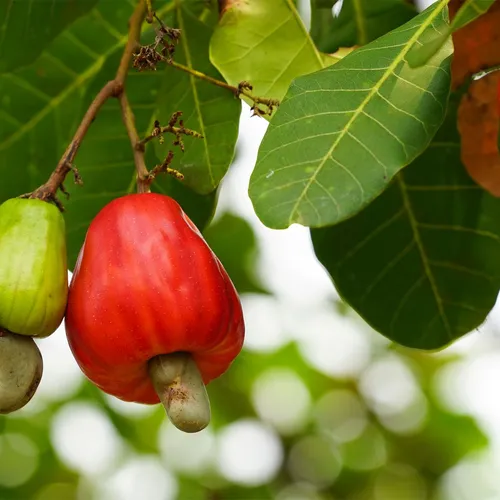 CASHEW