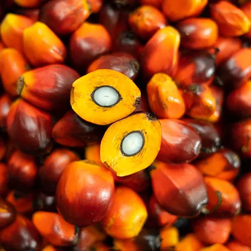 Palm Oil